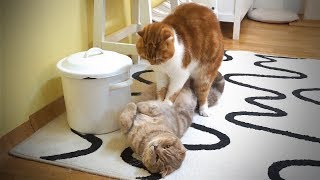 배 위에 꾹꾹이하는 고양이 Cats Kneading on Belly 在肚子上用力按的猫咪 [SURI&NOEL수리노을]