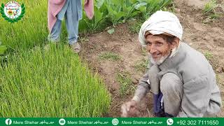 Desi onion (پیاز) ki paneeri ka business | Onion farming in Pakistan