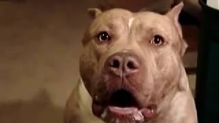 Very Angry Pitbull