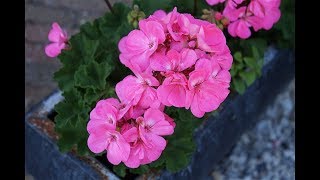 НЕ ВЫБРАСЫВАЙТЕ СТАРУЮ ГЕРАНЬ! Как ЗАСТАВИТЬ ее снова ПЫШНО ЦВЕСТИ.