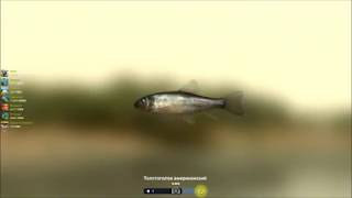 Толстоголов американский, прохождение квеста в игре, Trophy Fishing 2