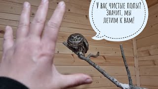 Подарок для сыча Лучика - новый чистый пол в совином домике. Радикальная уборка!