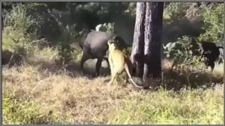 ÇİTOS EFE BİZON-ASLAN BELGESELİ