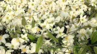 Clematis avalanche