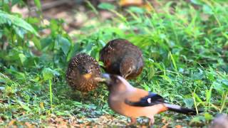 Chinese Bamboo Partridge