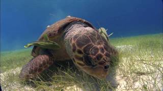 Fish: Class Chondrichthyes and Osteichthyes