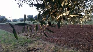 OLIVE MAROC AFOURER زيتون المغرب أفورار