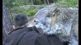 Wolf licks!