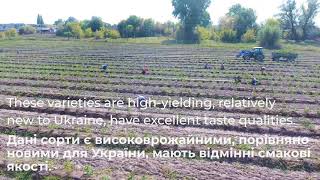Висадка нових сортів лохини