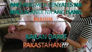 ANO ANG MGA SENYALES NA NAGLALANDI NA ANG ISANG INAHIN AT KAILAN DAPAT PAKASTAHAN
