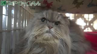 まどろむ長毛猫 - Sleepy long haired cat.