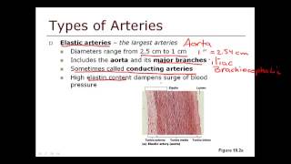 Blood Vessels 1