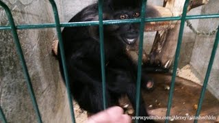 Monkey stole my phone / Обезьяна украла телефон