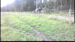 Huutokauppa varsa nro 7 Darantella
