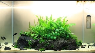 31. Aranżacja na podłożu aktywnym, bez CO2 | Start | 60x35x35h | Część 1/5 | 74L