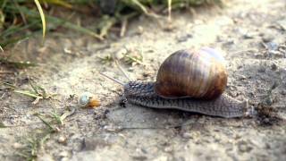 The Helix pomatia road