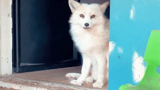 A fox discovers air conditioning. And gets instantly hooked.