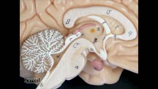 Brain Midsaggital Section