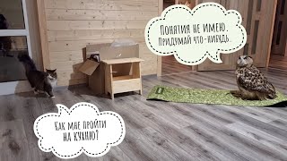 Кот Мурлок в гостях у сыча Лучика. Филин Ёль нанесла ответный визит коту Мурлоку