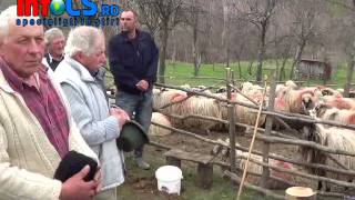 Masuratul oilor la Tarnova in Caras Severin10 apr