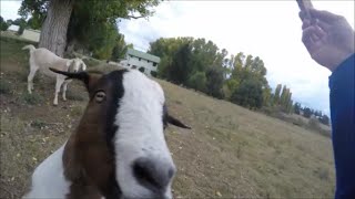 KEVIN THE CUNT
