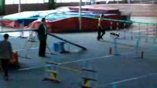 Agility Russian championship