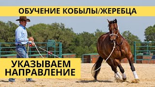 ОБУЧЕНИЕ ЛОШАДИ. ЖЕРЕБЦА ИЛИ КОБЫЛЫ (Направление Движения)