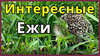Ежи Интересная Информация