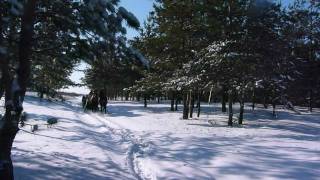 Конные прогулки на санях в Болотенном