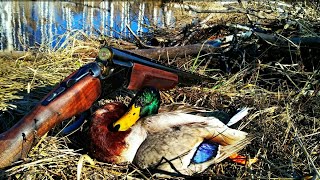 Весенняя охота! Как она есть. С подсадной на селезня. hunting for a wild duck