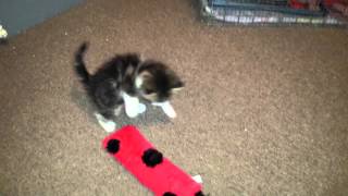 Video of adoptable pet named Honey Bees - Bumble