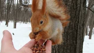 Кормлю Рыжую и Того Самого бельчонка / I feed the Redhead and The squirrel