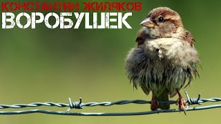 Константин ЖИЛЯКОВ - СУПЕР БЛАТНЯК БЛАТНЫЕ ПЕСНИ - ТЮРЬМА И ВОЛЯ. 2018. От слова ВОР
