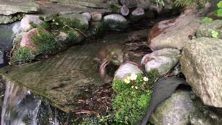 Frog eating worm