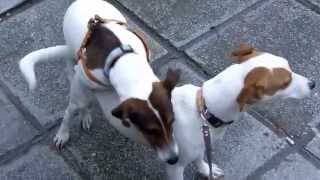 Jack Russel   terrier mating