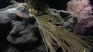 Incredible Marine Diversity of the Haaheo Seamount (PMNM) | Nautilus Live