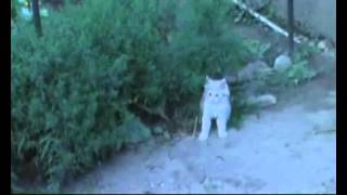 Кот. Прикольный кот Персик