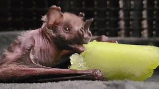 This elderly bat was used for science. Now he's living his best life.