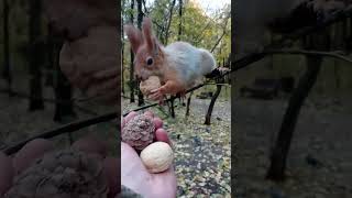 Копия на веточке / Copy on a twig