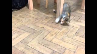 Battle With The Ant(Кошачий бой!!!Кошка дерется с пауком).Vine Video
