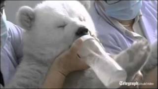 Twin polar bear cubs are set to meet the public in China after the New Year