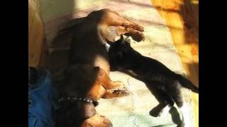кошка сосет молоко у собаки! собака вырастила котенка!