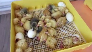 Вывод гусят//27--30 день инкубации