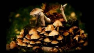 Joe Rogan explains the psychedelic experience