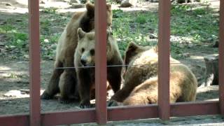 funny bear mating