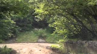 Berd Ijevan road through forest