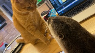 一緒にくつろぎまくっているカワウソと猫だったが、そこには見えない駆け引きがあった Otter and cat relaxing together.