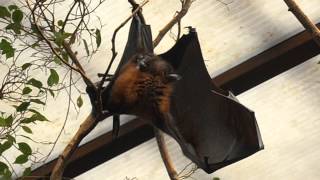 Zorro volador de la India (Pteropus giganteus)