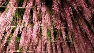 あしかがフラワーパーク The Ashikaga Flower Park,Japan
