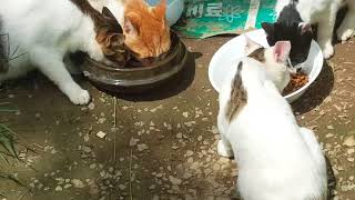 공사장의 길냥이 아직은 그 곳에서 밥 줍니다~